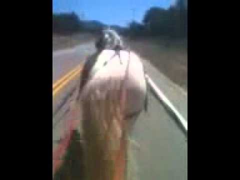 Wilson ~ Reg. Tennessee Walking Horse Gelding for sale Wilson ~ Reg. Tennessee Walking Horse Gelding for sale