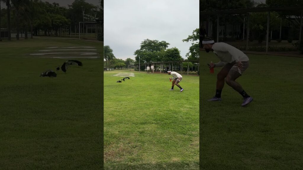 Memphis conhecendo um dos maiores personagens dos gramados brasileiros: o Quero-quero! 😂