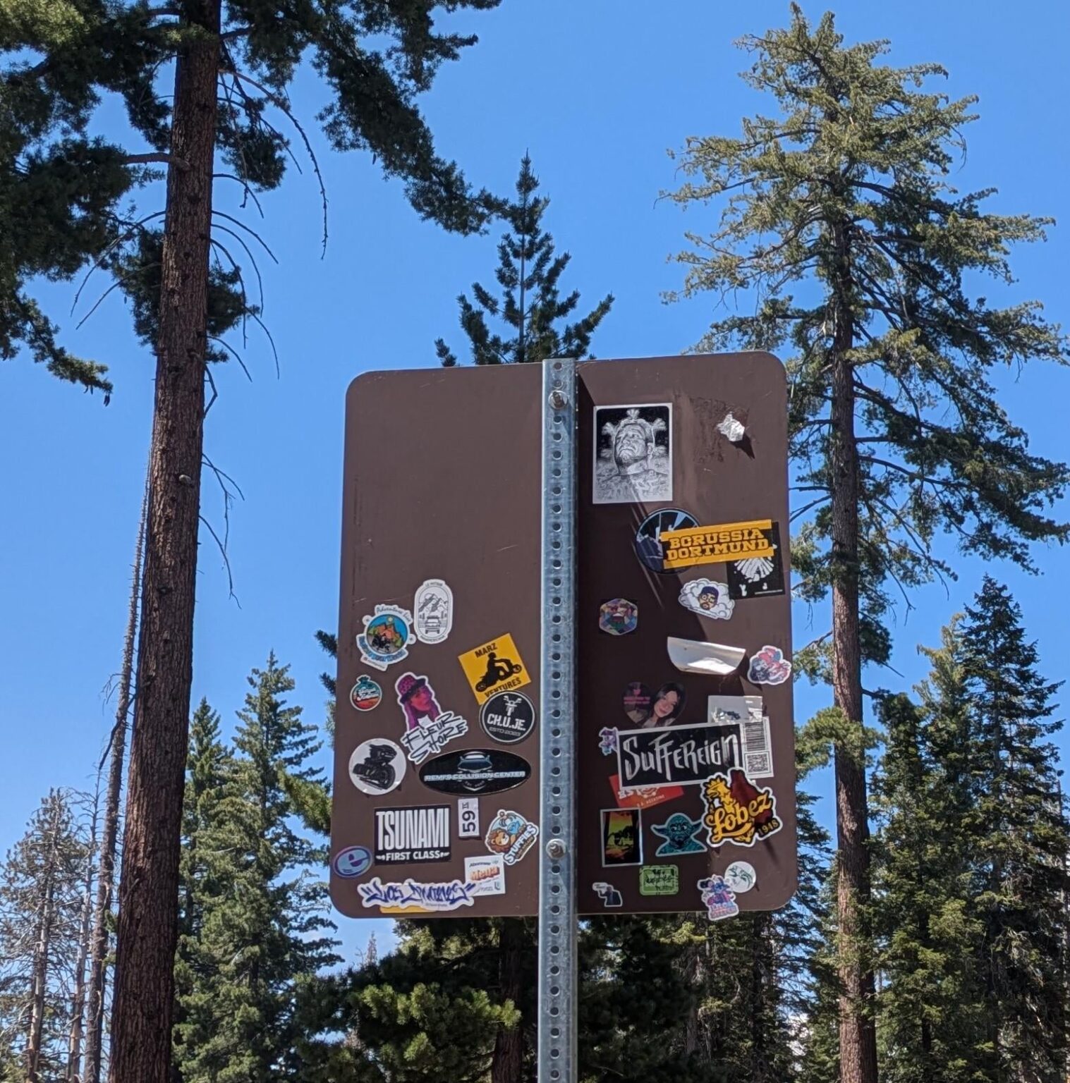 Spotted in Sequoia National Park