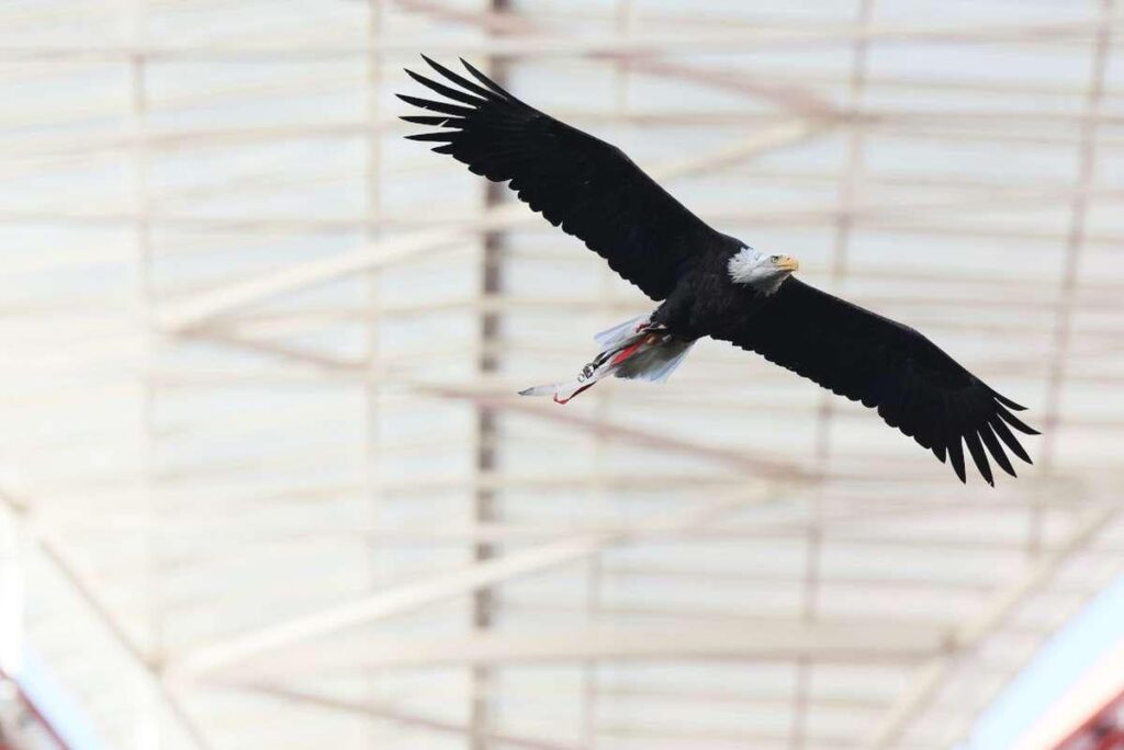 Benfica apresenta lucro de 40,7 milhões de euros em 2024/2025