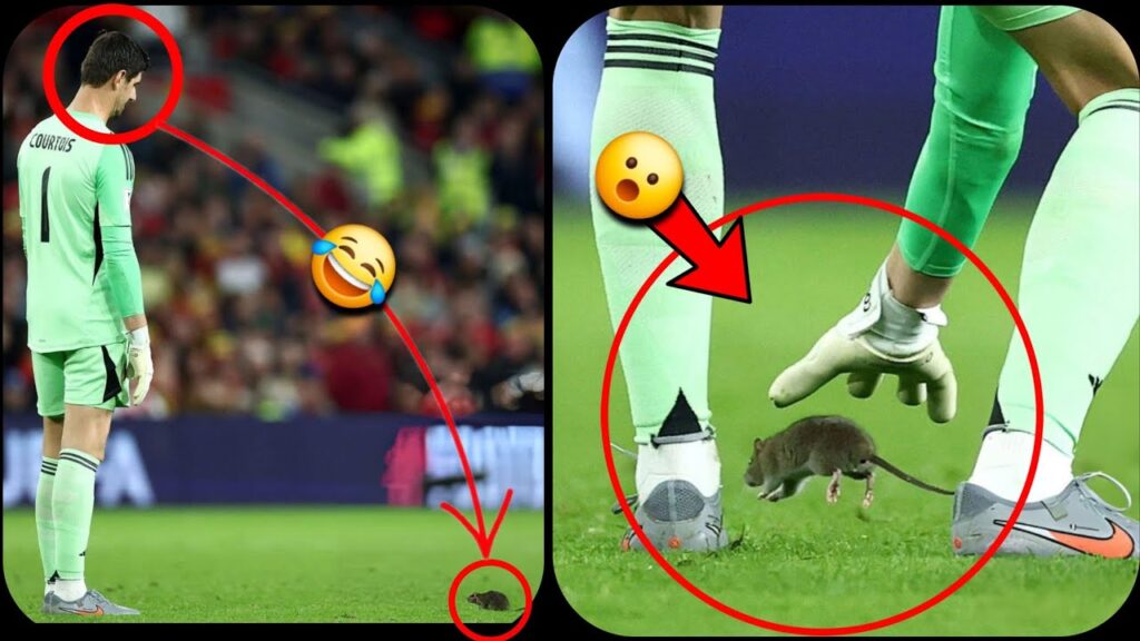 🚨O novo trabalho de Courtois: pegar ratos em vez de bolas!🤣⚽️🧤🐀