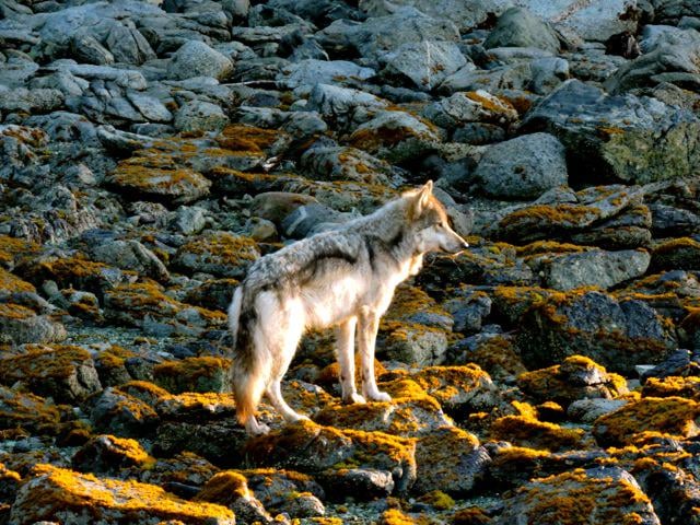 TIL Sea Wolves are a species of wolf that swims between islands