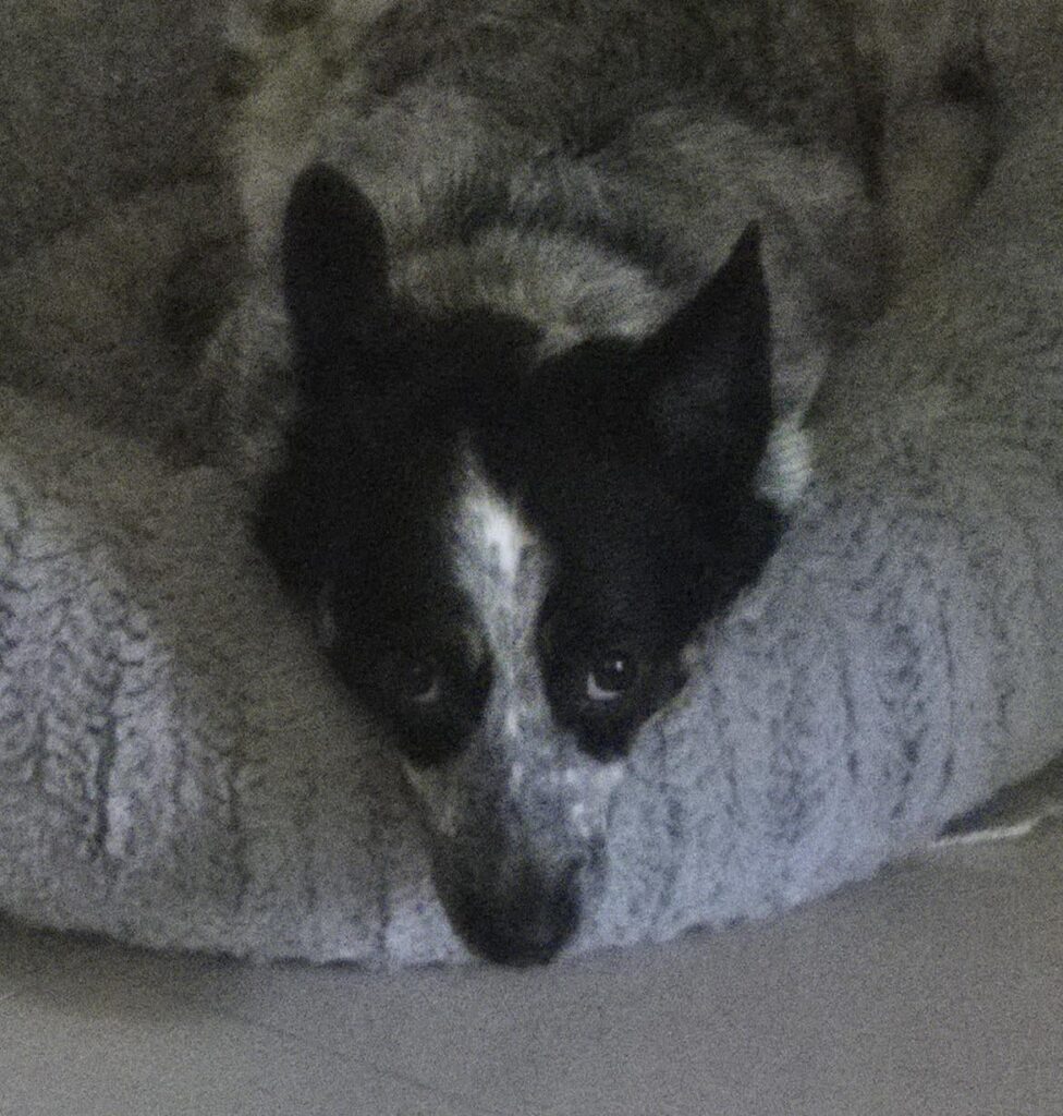 My dog’s looking for a job as mascot. I told her to fix her ears.