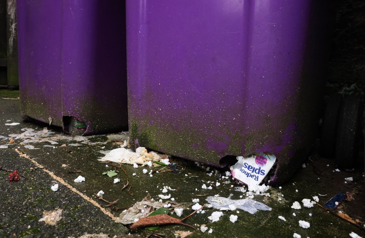 Rats have chewed through bins on Alton Road. 