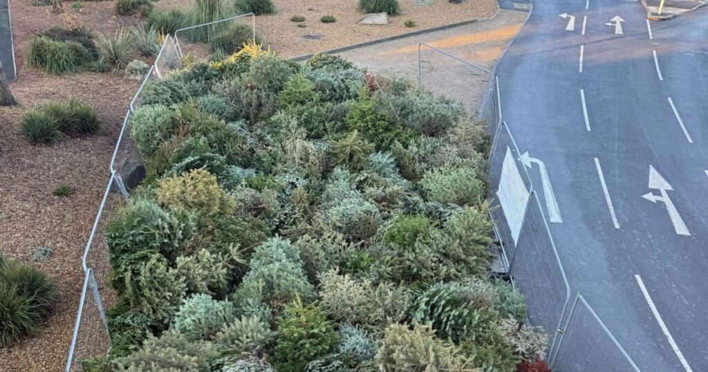 Nearly 500 Christmas trees dropped off to Castlepoint