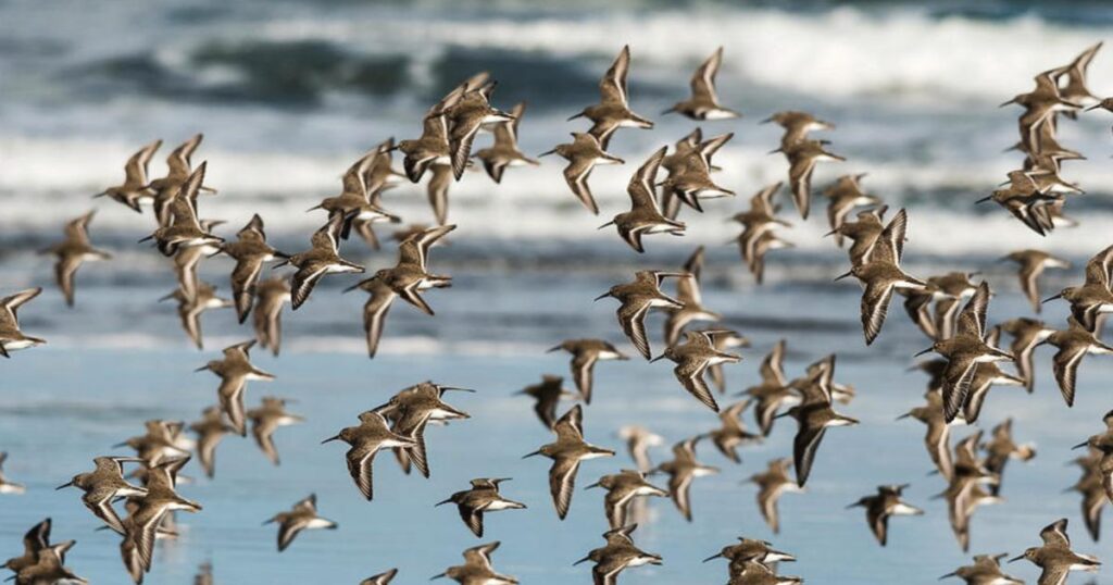 Event to celebrate Poole Harbour’s ‘big flocks of waders’ Event to celebrate Poole Harbour's 'big flocks of waders'