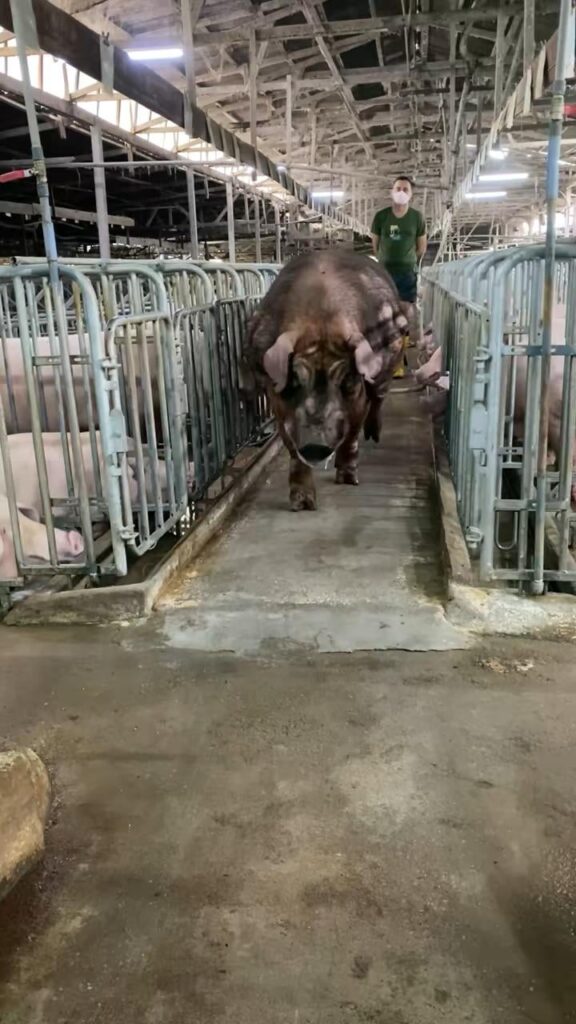 Jordan Pigford walking home after that insane save