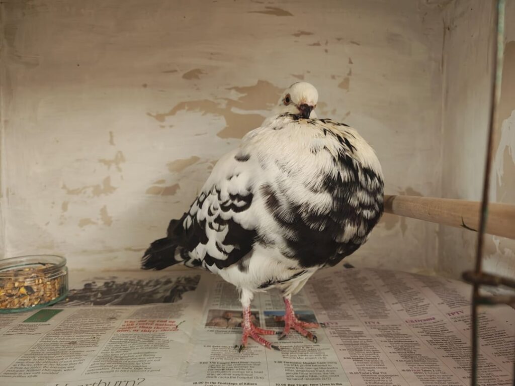 Newcastle united are the reason I now own a pigeon...