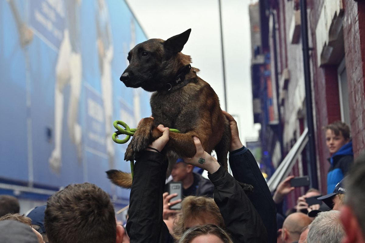 A dog is held high above the crowds as supporters gather outside Goodison Park to welcome the arrival of the team coaches ahead of the match between Everton and Chelsea on May 1, 2022. Photo by Paul ELLIS / AFP) (Photo by PAUL ELLIS/AFP via Getty Images