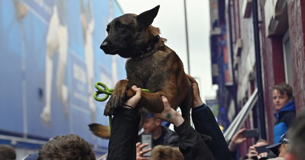 Everton can show Tottenham how to survive Premier League car crash they are hurtling into