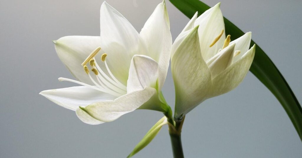 Southampton death notices from the Daily Echo