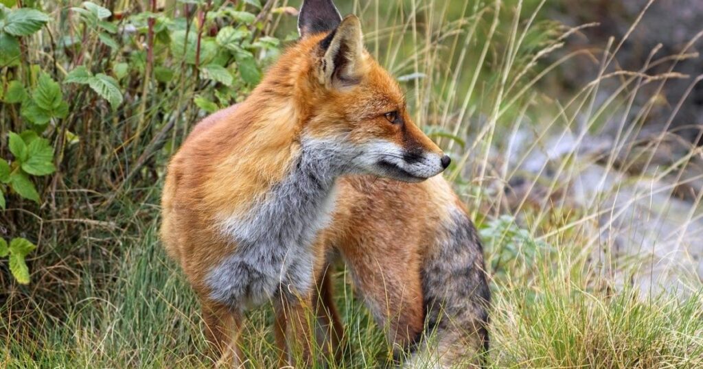 Police 'attended a quarter of illegal hunting 999 calls'