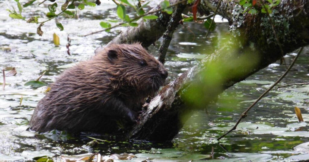 Studland beaver pair transformed landscape, says National Trust
