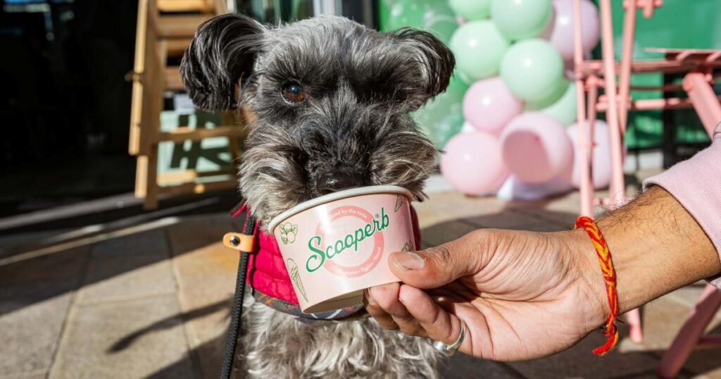 Scooperb ice-cream parlour opens in North Finchley