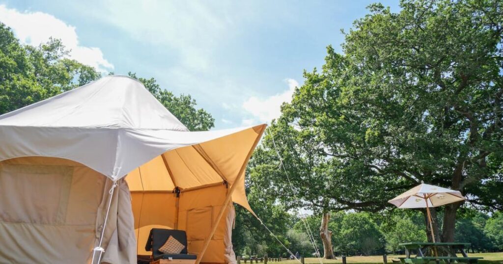 New Forest camping sites reopening with eco-focused vision