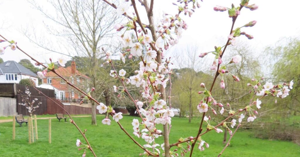 Cherry trees at Coy Pond in Bourne valley have blossomed
