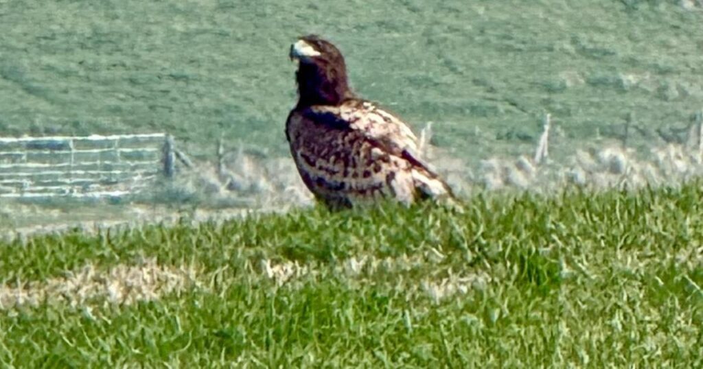 Once 'extremely rare' white tailed eagle seen in Dorset
