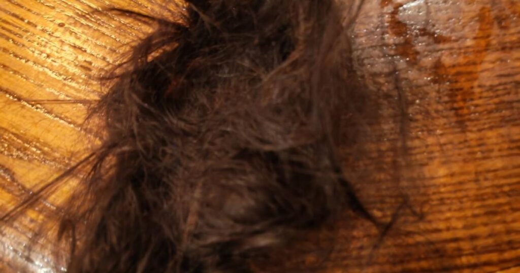 Woman concussed after attack at Bournemouth Toby Carvery