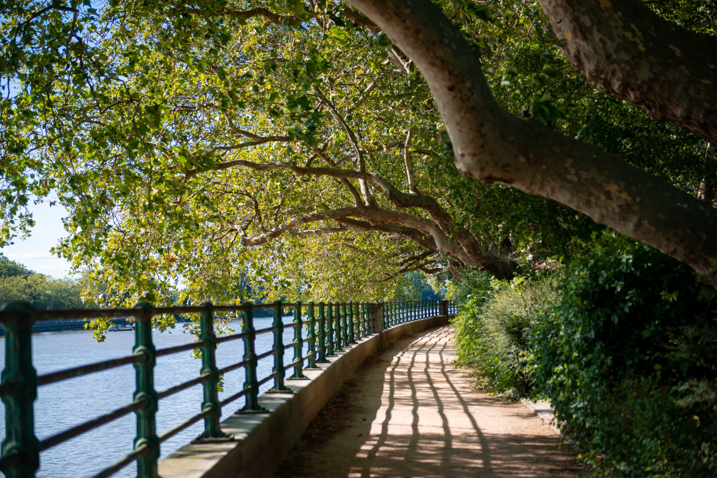 Scenic walking and cycling path with large sycamore trees in Bishop's Park along the River Thames, London.