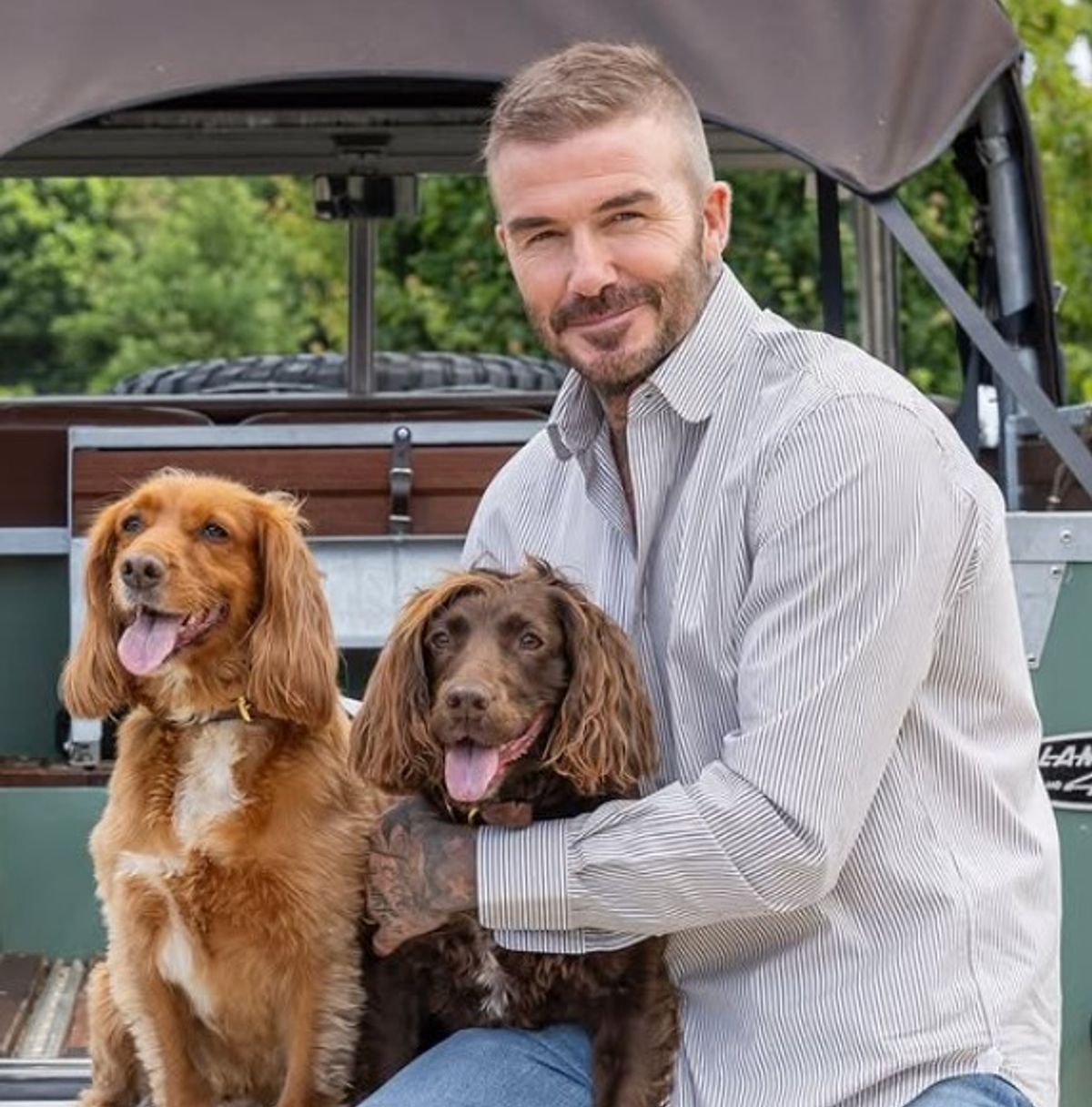 David Beckham pictured with his two dogs at his property in the Cotswolds.