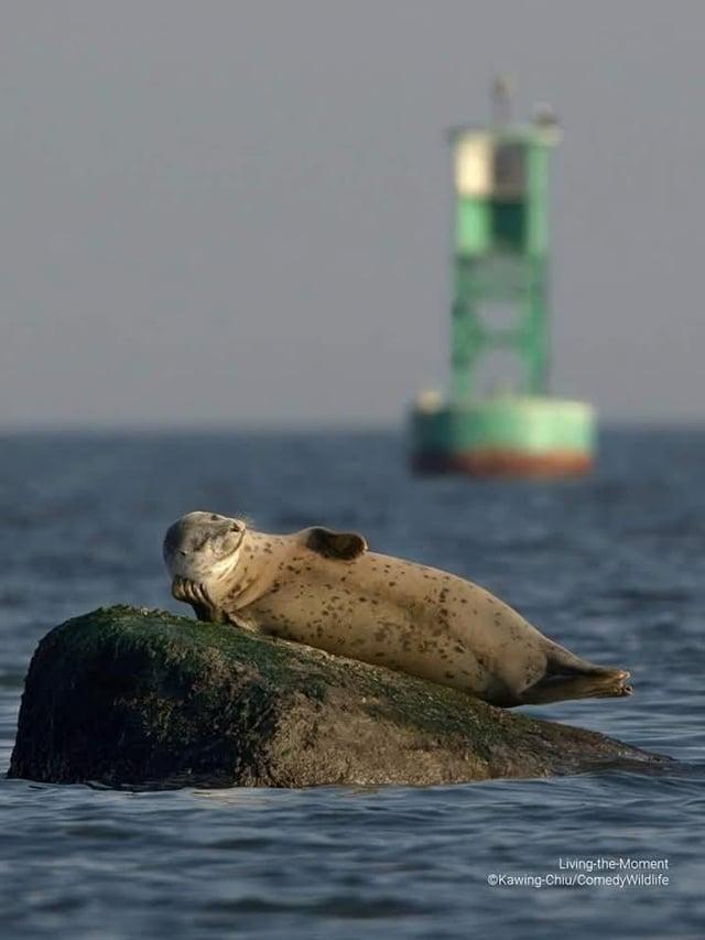 Picture of how relaxed I am not having to sweat it over a qualifer playoff tonight