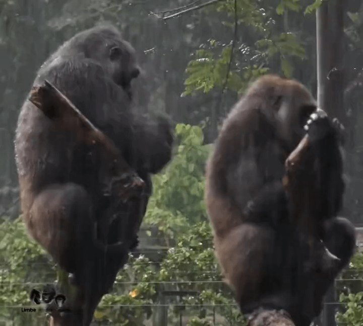 Dan Burn before every corner this season.