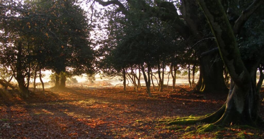 BBC’s Inside Britain’s National Parks shines light on New Forest BBC’s Inside Britain’s National Parks shines light on New Forest