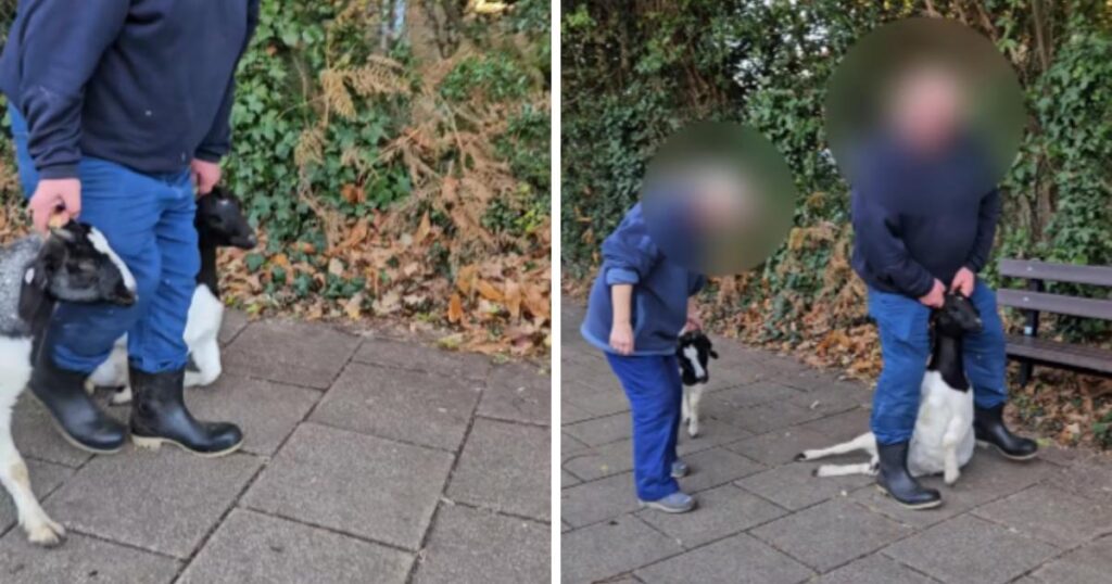 Bournemouth goats mistreated at Southbourne Christmas event