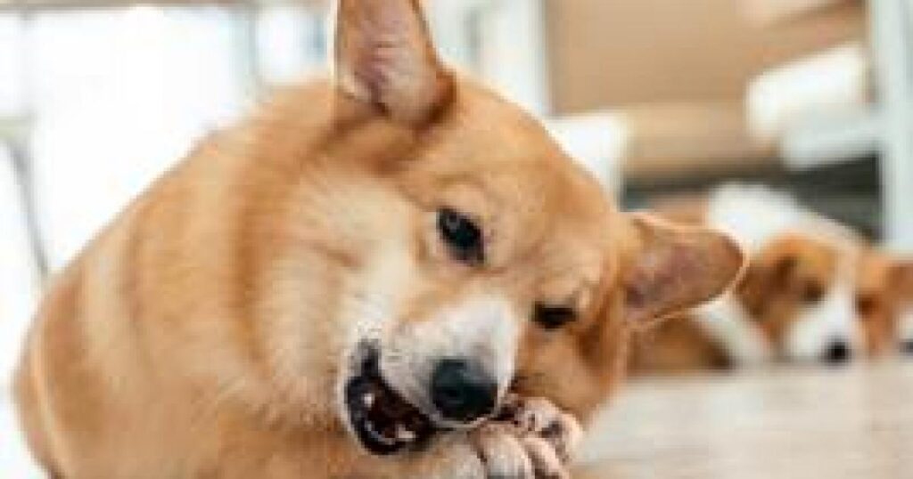 Bournemouth: Stokewood Vets help pet owners spot hay fever