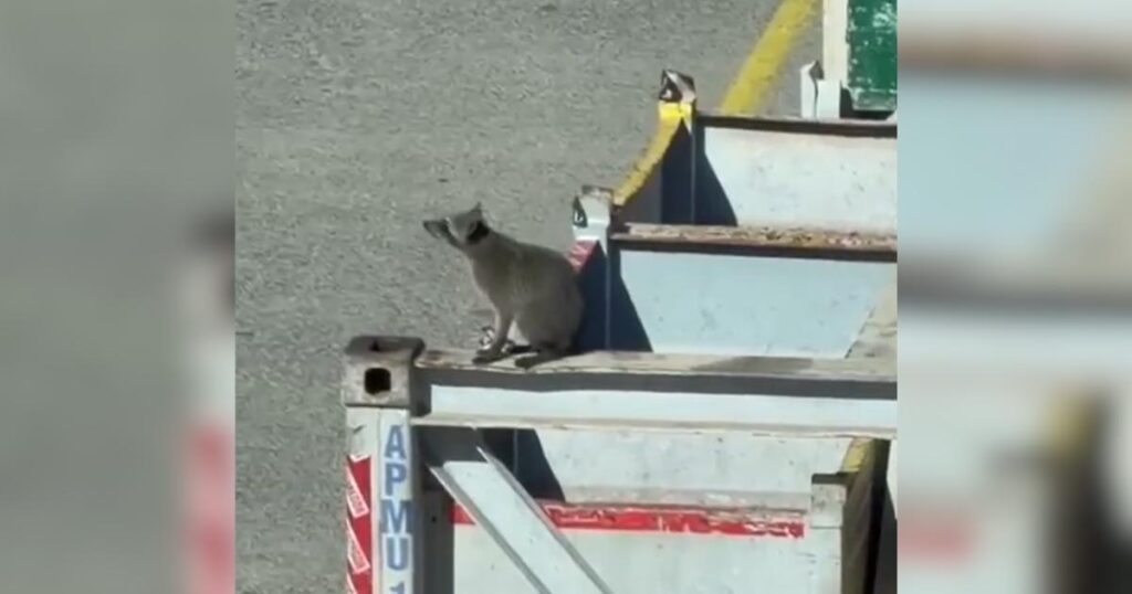 Raccoon stows away on cargo ship that arrived in Southampton