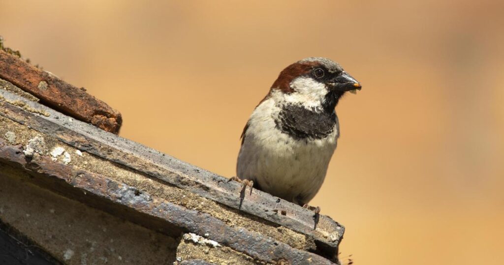 RSPB Big Garden Birdwatch results for Dorset announced