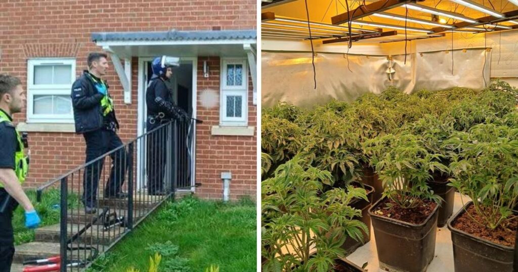 Two arrested after 'cannabis farm' found in Longham