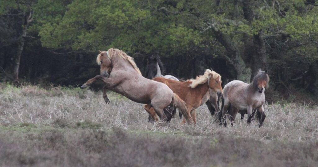 25 stallions to be released in New Forest for breeding season
