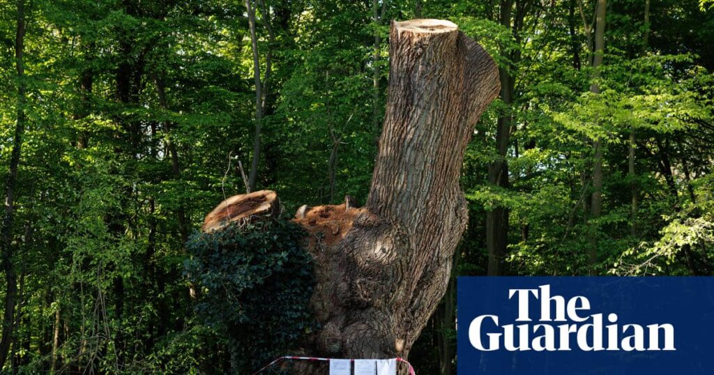 Contractor that cut back ancient oak in London park identified | London