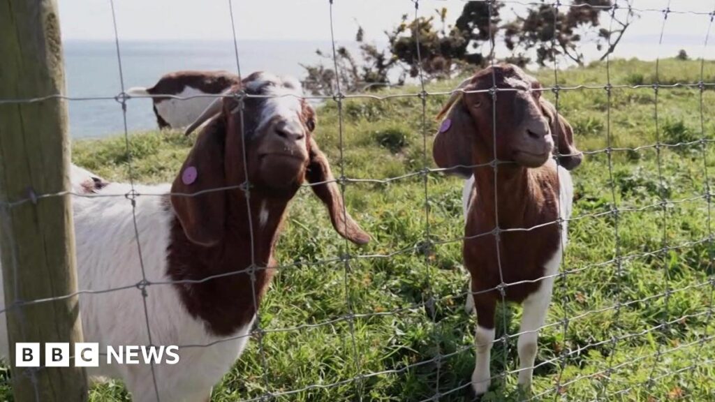 Bournemouth goats pulled from public events after rough handling