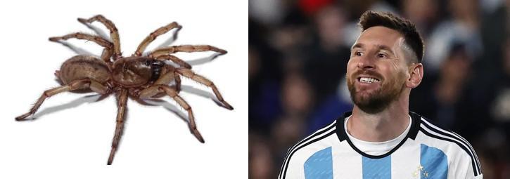 Você sabia que uma espécie de aranha descrita em 2023 foi nomeada em homenagem ao Messi? (Acanthogonatus messii)