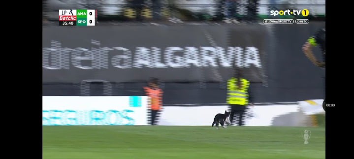 Estrela de Amadora 0 - Sporting 0 Gato "invade" Relvado