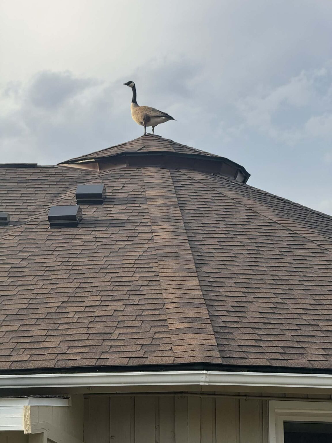 20260409 This happened in Lockport, Illinois today. Reminded me of our Tottenham Hotspur Stadium. Glorious.