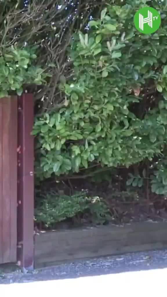 Gabriel and Declan Rice were both in Arsenal training today ahead of their Champions League quarter-final against Sporting Lisbon