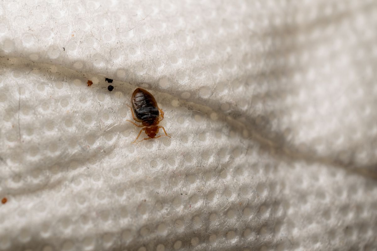 Macro close up photograph of a bed bug crawling on white fabric surface showing details of a household pest associated with mattress and bedding infestations