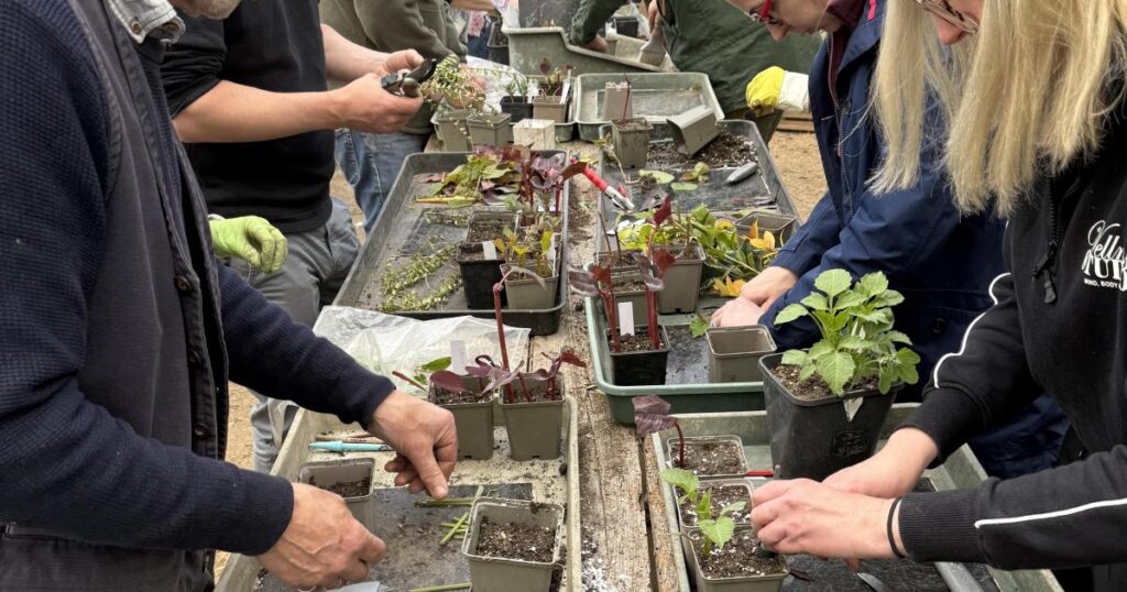 Reflections on Chelsea Flower Show and controversy over AI Reflections on Chelsea Flower Show and controversy over AI